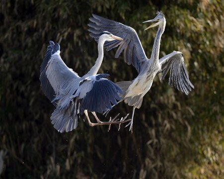 Fighting Grey Herons (Ardea cinerea), Stuttgart, Baden-Wuerttemberg, Germany, Europe