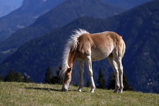 Haflinger horses, foal (Equus ferus caballus) on the pasture, mountain meadow, Vigiljoch near Lana, South Tyrol, Autonomous Province of Bolzano, Italy