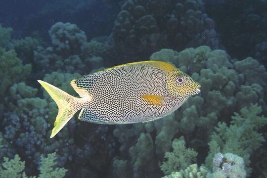 Spotted rabbitfish (Siganus stellatus laqueus), Rabbitfish, Dive Site House Reef, Mangrove Bay, El Quesir, Red Sea, Egypt