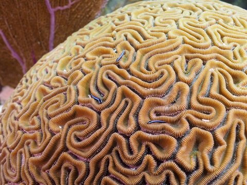 Close-up of a brain coral (Diploria labyrinthiformis) . Dive site John Pennekamp Coral Reef State Park, Key Largo, Florida Keys, Florida, USA