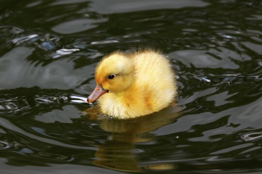 Mallard duck, chick (Anas platyrhynchos)