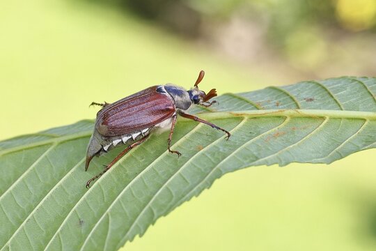May beetle, wood cockchafer (Melolontha hippocastani), male, on leaf of a horse chestnut (Aesculus hippocastanum), close-up, Wilnsdorf, North Rhine-Westphalia, Germany
