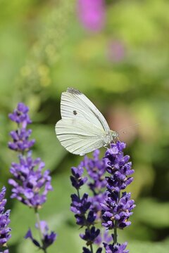 A Cabbage butterfly (Pieris brassicae) sucking nectar on the flower of true lavender (Lavandula angustifolia), in a natural environment in the wild, nice bokeh in the background, wildlife, insects, butterflies, butterflies, Wilnsdorf, North Rhine-Westphalia, Germany