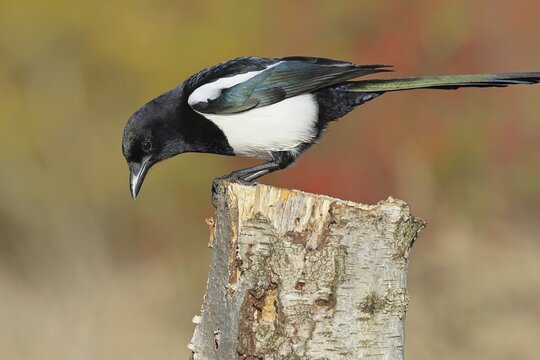 European magpie (Pica pica) sitting on a stump of a grey birch (Betula populifolia), with autumn background, autumn, Indian summer, wildlife, ravens, nature photography, Wilnsdorf, North Rhine-Westphalia, Germany