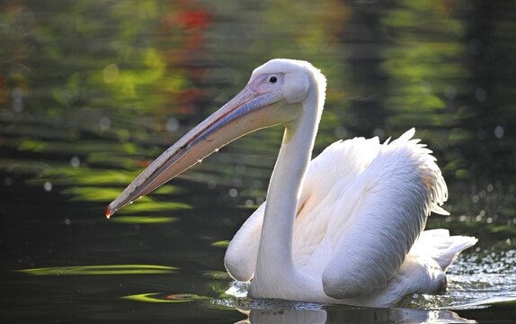 White Pelican (Pelecanus onocrotalus), swimming in a pond