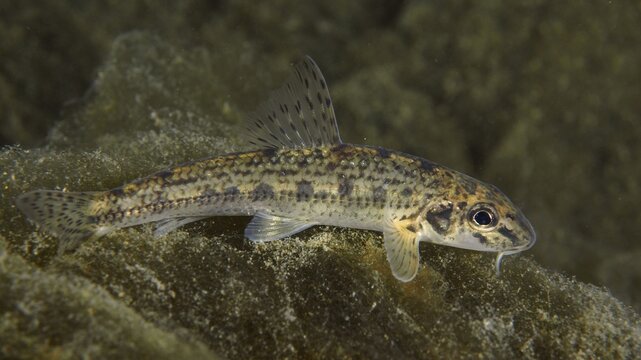 A gudgeon (Gobio gobio) with stripe pattern resting on a rocky ground, dive site Zollbr&uuml;cke, Rheinau, Canton Zurich, Rhine, High Rhine, Switzerland, Germany