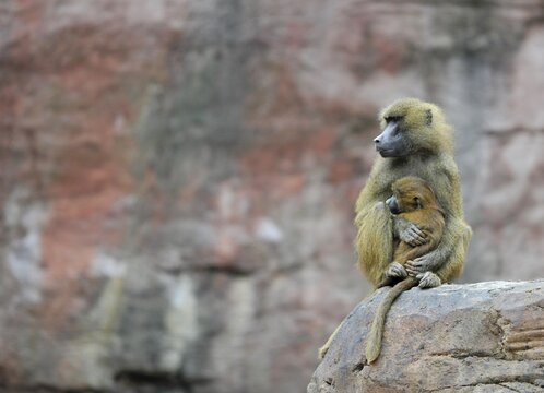 Guinea Baboon (Papio papio), with young