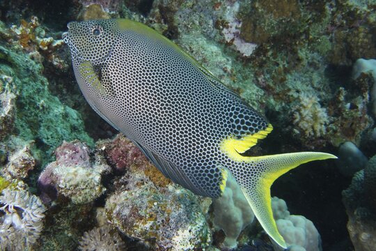 Spotted rabbitfish (Siganus stellatus laqueus) Fish. Dive site Mangrove Bay, El Quesir, Egypt, Red Sea
