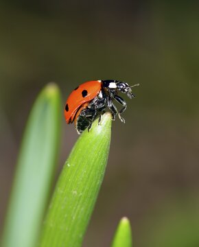 European Seven Spot Ladybird (Coccinella septempunctata), Stuttgart, Baden-W&uuml;rttemberg, Germany