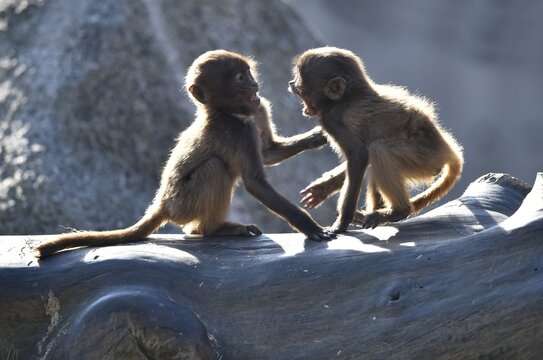 Two young monkeys argueing, Gelada (Theropithecus gelada), native to Ethiopia, captive, Baden-W&uuml;rttemberg, Germany
