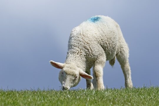 Domestic sheep (Ovis gmelini aries), lamb grazing on dyke, animal child, Schleswig-Holstein, Germany