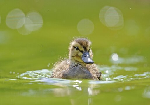 Mallard Duckling (Anas plathyrrhynchos) swimming on a pond