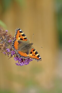 Small tortoiseshell (Aglais urticae), on summer lilac or butterfly-bush (Buddleja davidii), North Rhine-Westphalia, Germany
