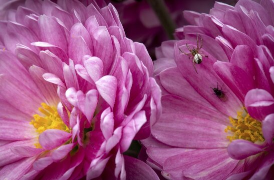 Close-up, stripe cross spider (Mangora acalypha) on Chrysanthemum (Crysanthemum) purple, Stuttgart, Baden-W&uuml;rttemberg, Germany