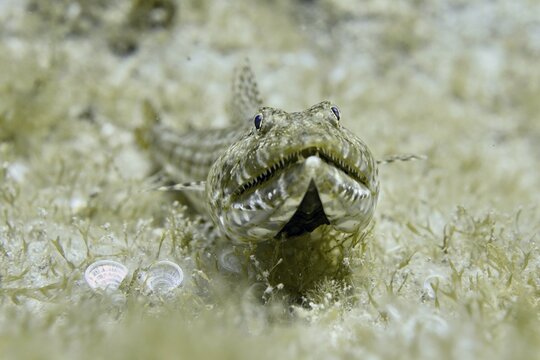 A fish with camouflage pattern, diamond lizardfish (Synodus synodus), lying on seagrass on the seabed, dive site Las Rosas, Las Galletas, Tenerife, Canary Islands, Spain