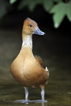 Fulvous Whistling Duck (Dendrocygna bicolor), Stuttgart, Baden-W&uuml;rttemberg, Germany