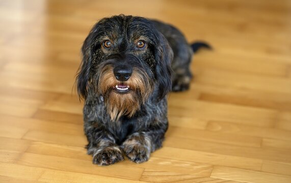 Rough-haired dachshund, male, 3 years, lying on parquet floor, Stuttgart, Baden-W&uuml;rttemberg, Germany