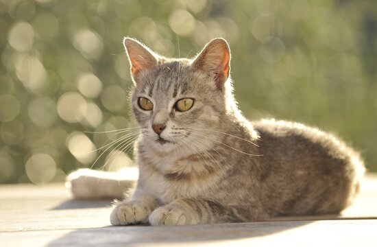 Young grey tabby cat lying down