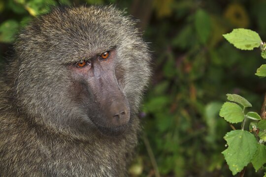 An olive baboon (Papio anubis), Ngorongoro Crater Serengeti National Park, Tanzania