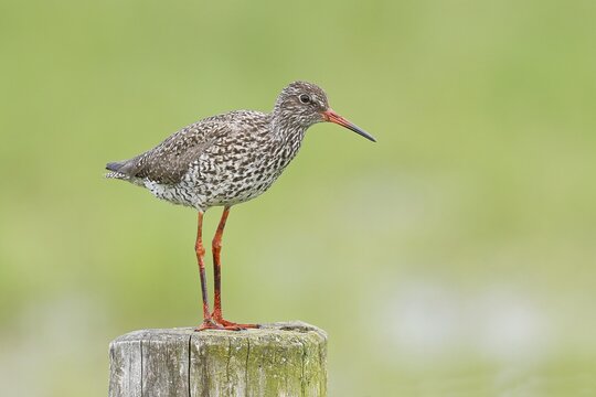 Redshank (Tringa totanus) standing on a pasture fence post, snipe bird, spring, wildlife, H&uuml;de, Ochsenmoor, D&uuml;mmer See, H&uuml;de, Lower Saxony, Germany