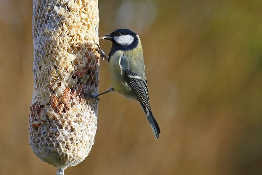 Great tit (Parus major) at feeding bag, winter feeding, Schleswig-Holstein, Germany
