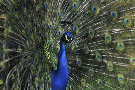 Indian Peafowl (Pavo cristatus), male displaying