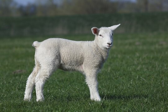 Lamb, domestic sheep (Ovis orientalis aries) young animal, nature reserve Wedeler Marsh, Wedel, Schleswig-Holstein, Germany