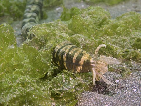 Feather mouth sea cucumber (Synapta maculata) with stripe pattern amidst green algae on sandy bottom, dive site Secret Bay, Gilimanuk, Bali, Indonesia
