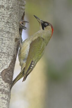 European green woodpecker (Picus viridis) female at the breeding den while feeding the young, wildlife, North Rhine-Westphalia, Germany