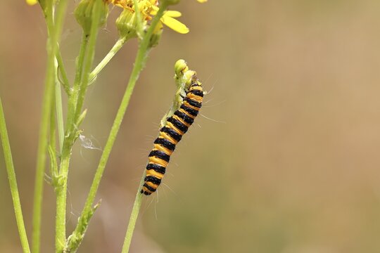 St. Jacob's weed bear or blood bear (Tyria jacobaeae), butterfly caterpillar, moth, family Arctiidae, caterpillar, feeds on St. Jacob's weed (Senecio jacobaea), Cochem, Moselle, Rhineland-Palatinate, Germany