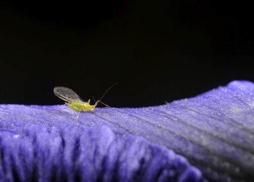 Louse (Aphididae) on an Iris (Iris Germanica)