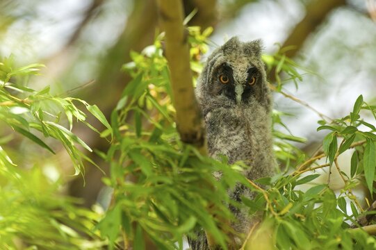 Long-eared Owl (Asio otus), Seewinkel, Burgenland, Austria