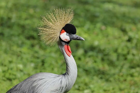 Crowned Crane (Balearica pavonina), portrait, captive, Herborn-Uckersdorf Zoo, Hesse, Germany