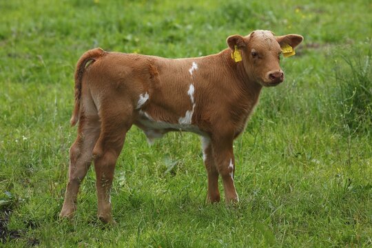 Calf with ear tag, bull calf, Schleswig-Holstein, Germany