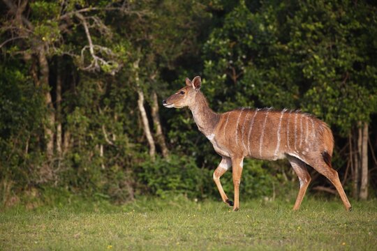 Nyala or inyala (Tragelaphus angasii), female, Eastern Cape, South Africa