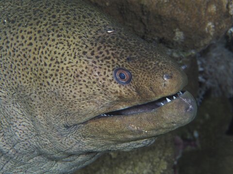 Close-up of giant moray (Gymnothorax javanicus), teeth, St Johns Reef dive site, Saint Johns, Red Sea, Egypt
