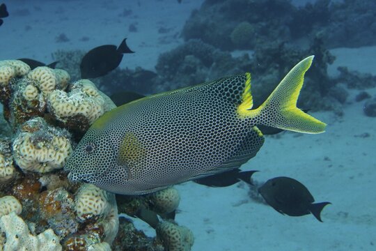 Orange-spotted spinefoot, spotted rabbitfish (Siganus stellatus laqueus), swimming near corals in the blue ocean, dive site House Reef, Mangrove Bay, El Quesir, Red Sea, Egypt