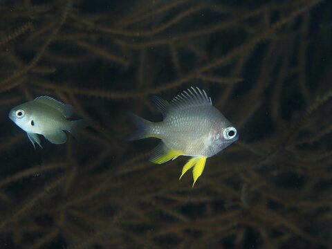 Two juvenile Golden damselfish (Amblyglyphidodon aureus) with yellow details swimming in front of dark corals, dive site Twin Reef, Penyapangan, Bali, Indonesia