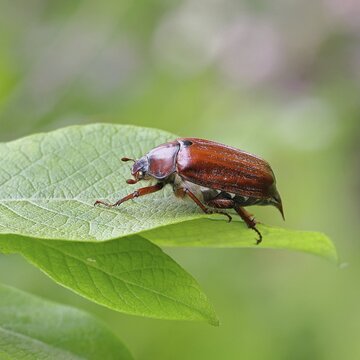 May beetle, wood cockchafer (Melolontha hippocastani), female, on leaf of a willow (Salix caprea), close-up, Wilnsdorf, North Rhine-Westphalia, Germany