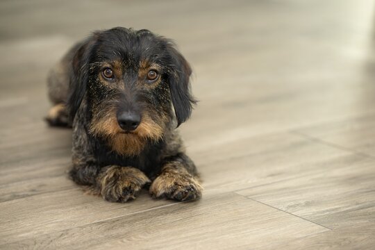 Rough-haired dachshund, male, 3 years, lying on parquet, Stuttgart, Baden-W&uuml;rttemberg, Germany