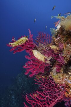Two specimens of egg capsule of nursehound (Scyliorhinus stellaris) on violescent sea-whip (Paramuricea clavata) with open polyps in the Mediterranean Sea near Hy&egrave;res. Dive site Giens Peninsula, C&ocirc;te dAzur, France