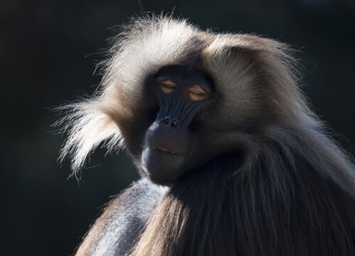 Gelada baboon (Theropithecus gelada), males, animal portrait, captive occurrence Ethiopia