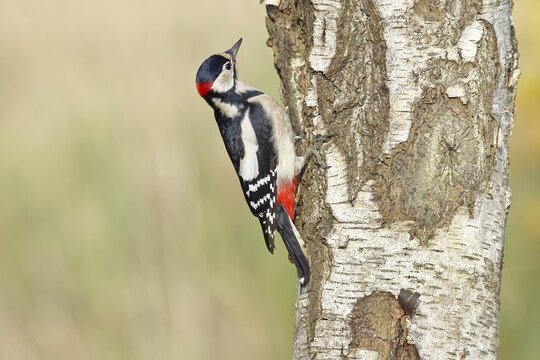 Great spotted woodpecker (Dendrocopus major), male, foraging on the trunk of a common birch (Betula pendula), wildlife, woodpeckers, nature photography, autumn, Wilnsdorf, North Rhine-Westphalia, Germany