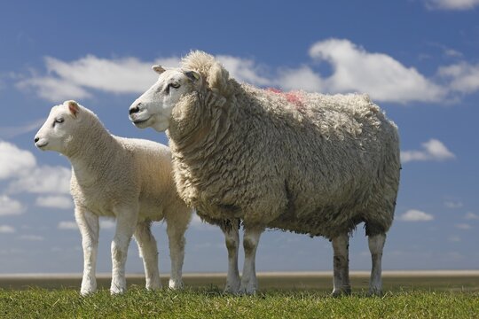 Domestic sheep (Ovis gmelini aries) with lamb on North Sea dike, Eiderstedt peninsula, Schleswig-Holstein, Germany