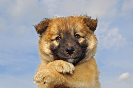 Puppy, Icelandic Sheepdog (Canis lupus familiaris)