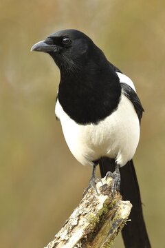 Magpie (Pica pica), North Rhine-Westphalia, Germany