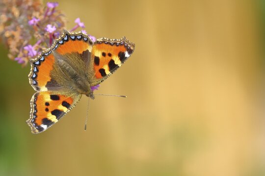 Small tortoiseshell (Aglais urticae), on summer lilac or butterfly-bush (Buddleja davidii), North Rhine-Westphalia, Germany