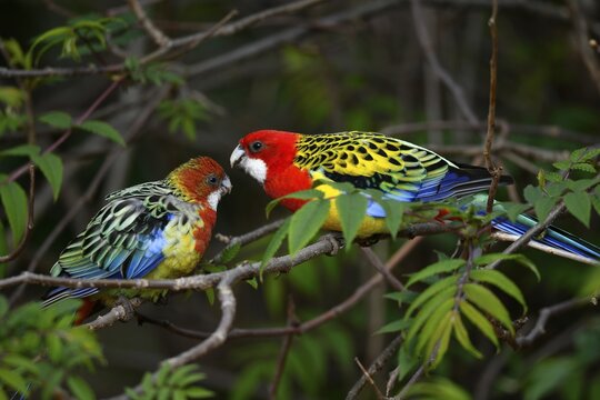 Eastern rosella (Platycercus eximius), animal pair sitting on branch, captive, Germany