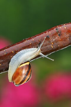 Brown-Lipped Snail, Grove Snail (Cepaea nemoralis)
