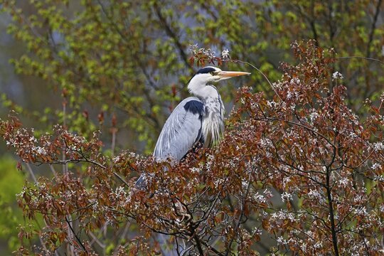 Grey heron (Ardea cinerea) grey heron standing on a tree, Schleswig-Holstein, Germany